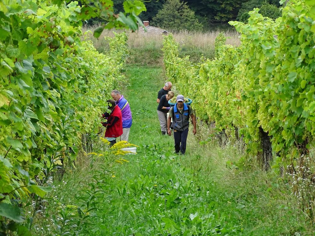 Farm Stay Frank Ozmec Wine And Glamping Estate Ljutomer Exterior photo