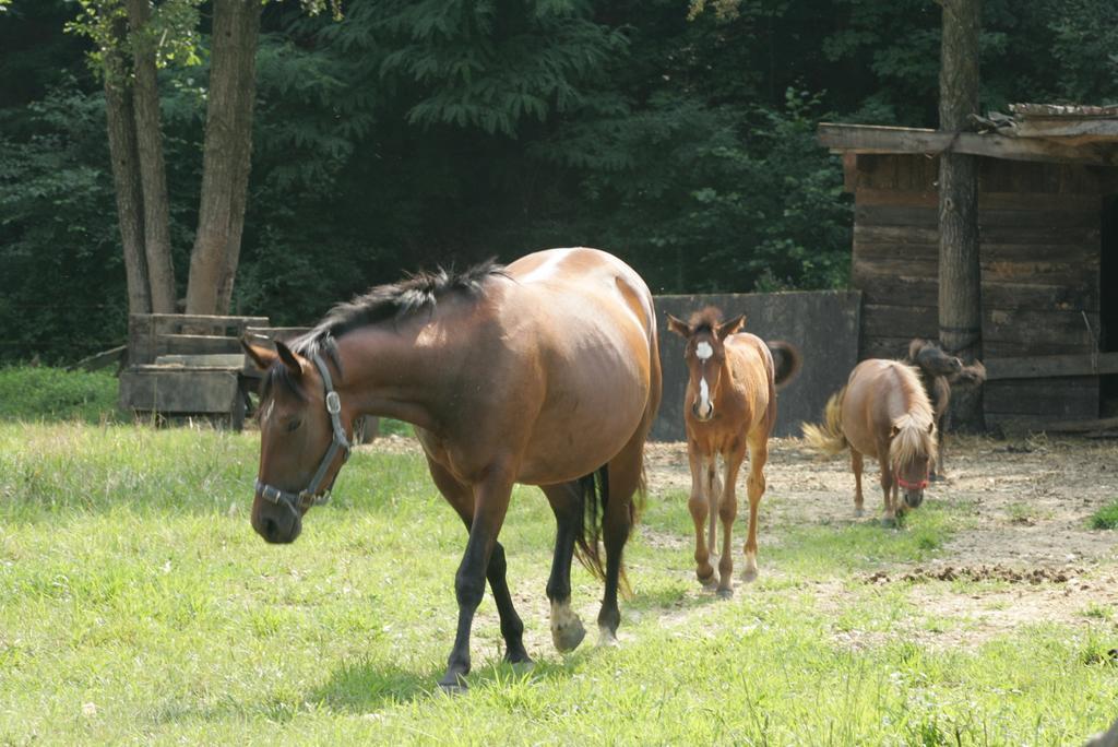 Farm Stay Frank Ozmec Wine And Glamping Estate Ljutomer Exterior photo